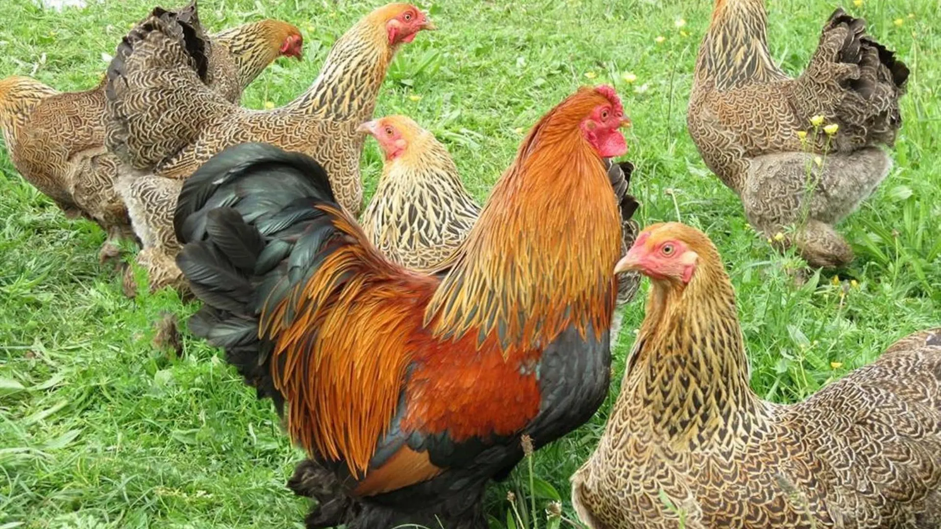 Ferienwohnungen Zum Baur Krun